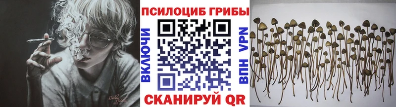 где можно купить   Абинск  Галлюциногенные грибы Magic Shrooms 